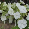 柏葉紫陽花