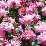 春の花12(バラ2)