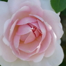 春の花12(バラ2)