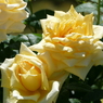 春の花12(バラ2)