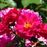 春の花12(バラ2)