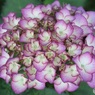 美しい紫陽花