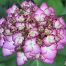 絵画のような紫陽花