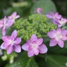 可愛い紫陽花