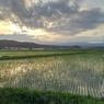 水田（5月28日）