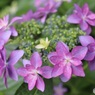美しい額紫陽花