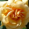 春の花13(バラ3)
