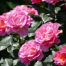 春の花13(バラ3)