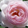 春の花13(バラ3)