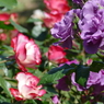 春の花13(バラ3)