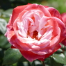 春の花13(バラ3)