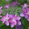 額紫陽花