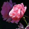 一条の光を受けて　DSC_2043