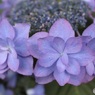 八重額紫陽花