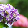 梅雨への誘い