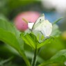 紫陽花の前で飛べなくなった蝶