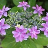 緑道の額紫陽花