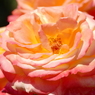 春の花14(バラ4)