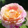 春の花14(バラ4)
