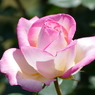 春の花14(バラ4)