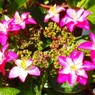 晴れた日の紫陽花