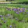 近くで見れない菖蒲園
