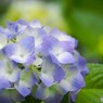 梅雨時の華～ⅲ