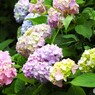 梅雨時の華～ⅴ
