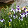 花しょうぶまつり②