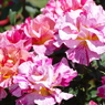 春の花16(バラ6)