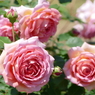 春の花16(バラ6)