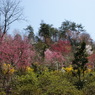 山の風景