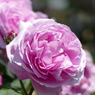 春の花17(バラ7)