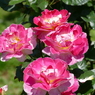 春の花17(バラ7)