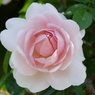 春の花17(バラ7)