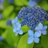 旬の花