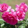 春の花18(バラ8)