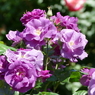 春の花18(バラ8)