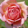 春の花18(バラ8)