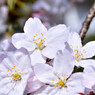 近所の桜