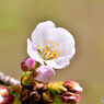 近所の桜