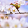 近所の桜