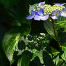 花影　P1086597zz