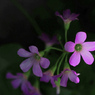 日陰に咲く花　P1086529zz