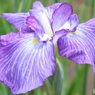 花菖蒲