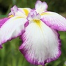 菖蒲園のハナショウブ