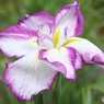咲きたて花菖蒲