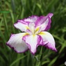 花菖蒲