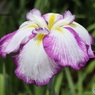 花菖蒲