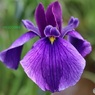 花菖蒲